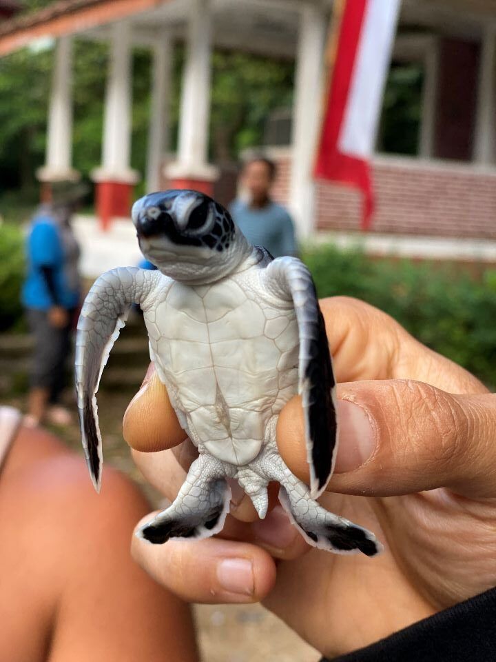 ruta por indonesia tortuga bebe cogido por una mano